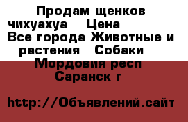 Продам щенков чихуахуа  › Цена ­ 10 000 - Все города Животные и растения » Собаки   . Мордовия респ.,Саранск г.